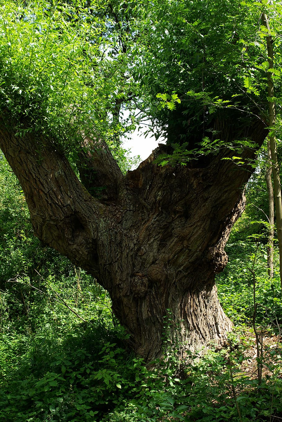 tree, old, natural tree trunk, forest, old tree, plant, growth HD wallpaper