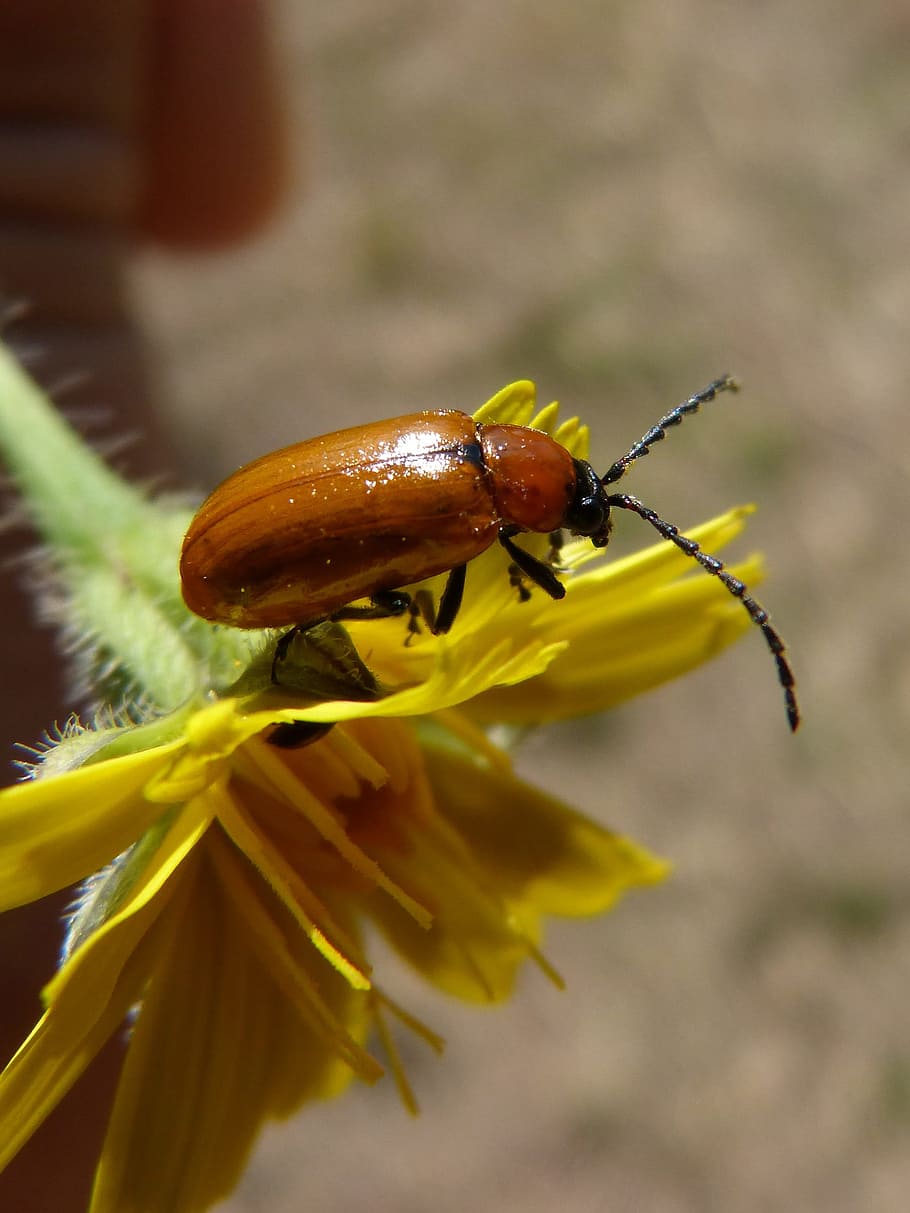 Weevil, Beetle, Diptera, Orange, orange beetle, dandelion, antennas HD wallpaper