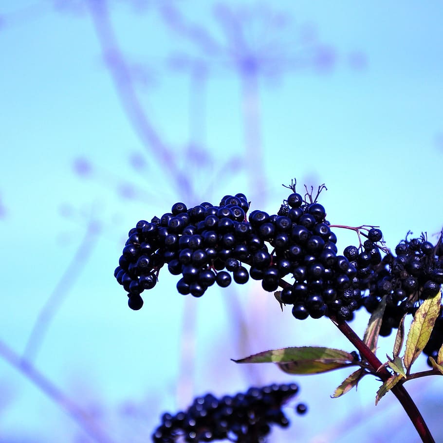 Plants, Nature, black without, autumn, bush, sky, fruit, freshness, HD wallpaper