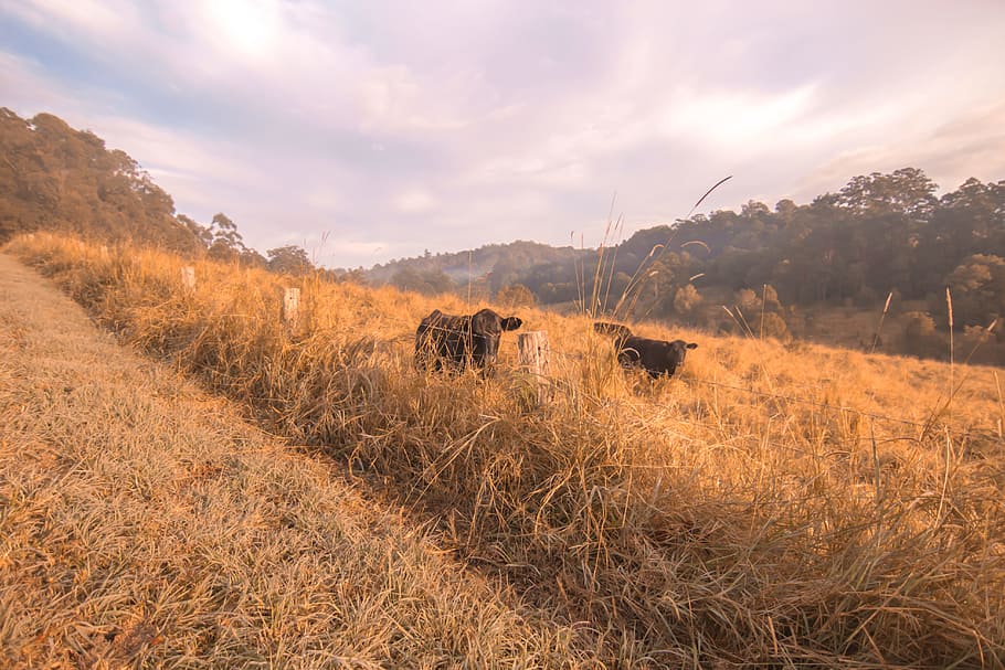 cows, farm, australia, animal, animal themes, mammal, sky, land HD wallpaper