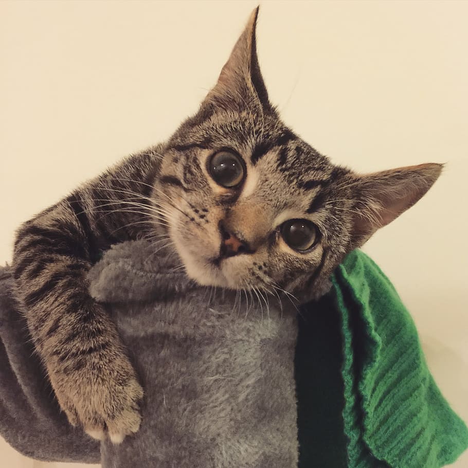 cat, kitten, naughty, playing, cute, pet, animal, tabby, domestic cat HD wallpaper
