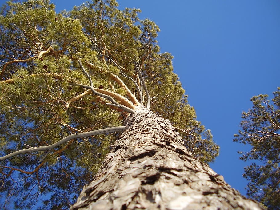 Tree, Pine, Trunk, tree trunk, nature, day, outdoors, blue HD wallpaper