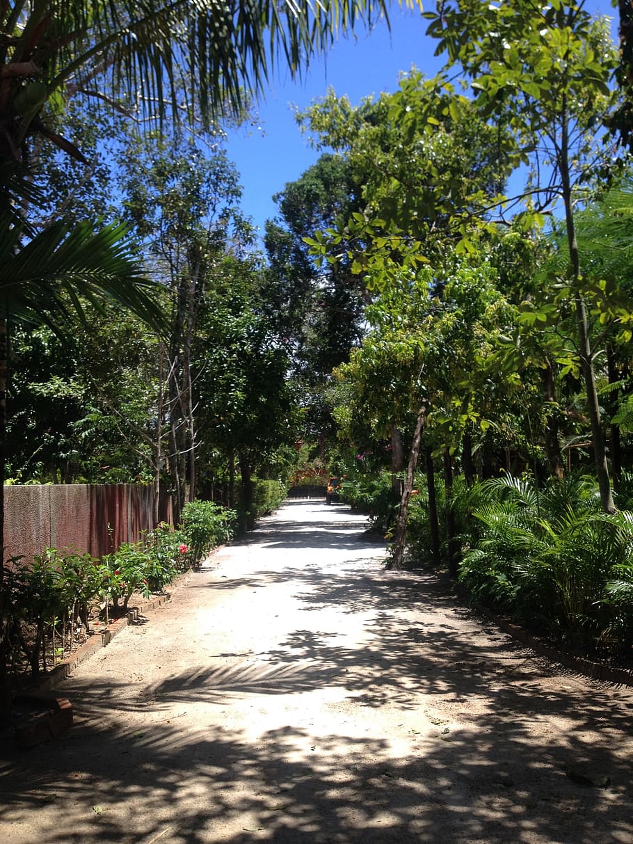 beach, path, flying, tree, plant, direction, the way forward HD wallpaper