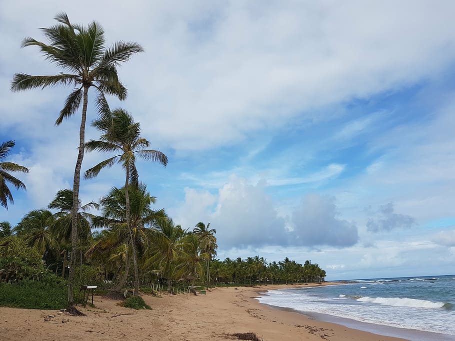 beach, landscape, nature, mar, coconut trees, brazil, bahia HD wallpaper