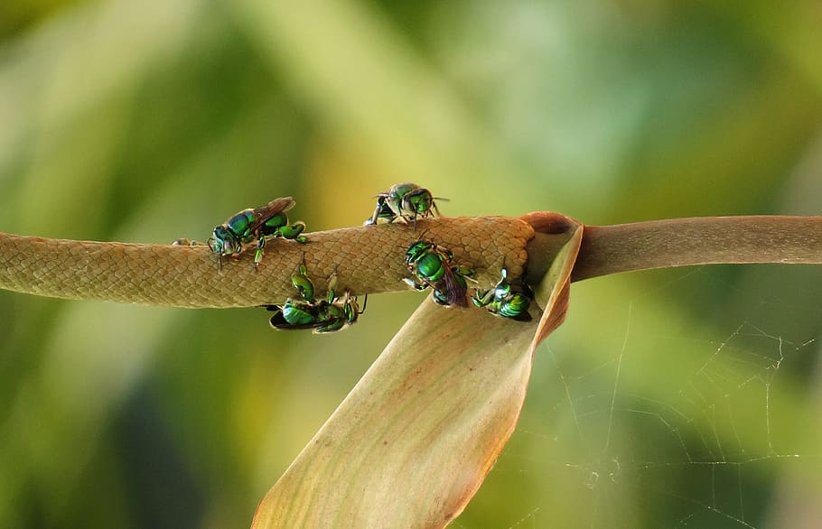 macro, insects, bee, nature, armenia, animal themes, animal wildlife HD wallpaper