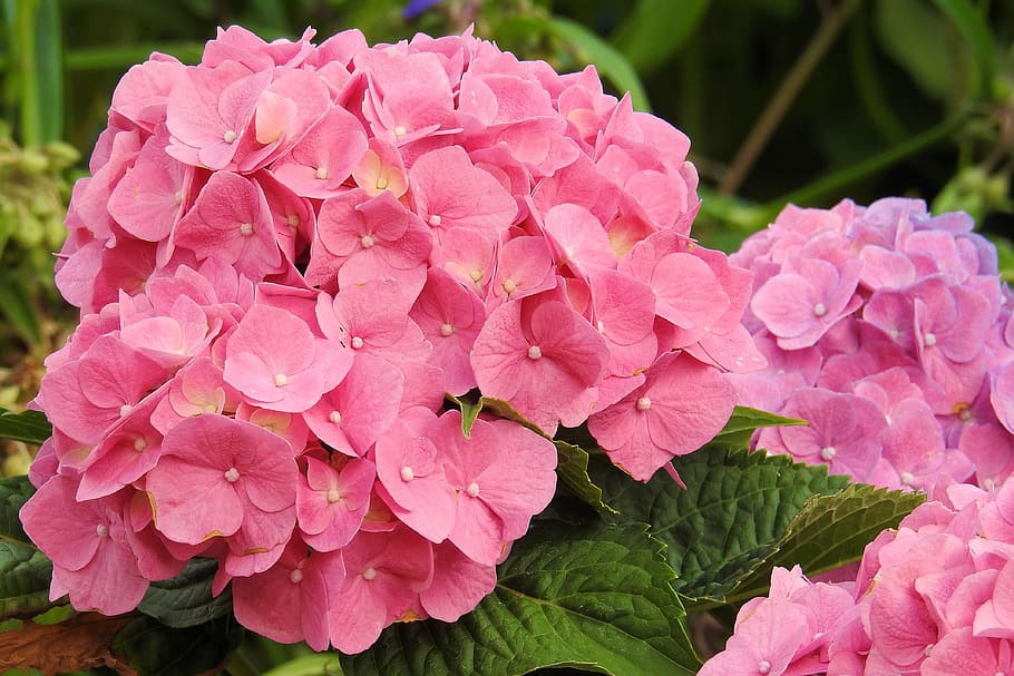 pink hydrangea flower, hydrangeas, flowers, garden, inflorescence HD wallpaper