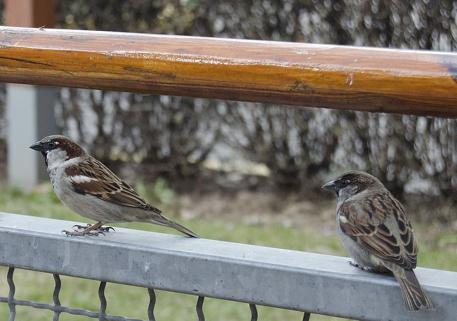 birds, beggars, bold, feather, cute, beak, wildlife, begging HD wallpaper