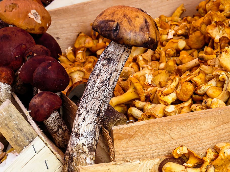 brown mushroom, mushrooms, food mushrooms, eat, forest, cep, collect, HD wallpaper