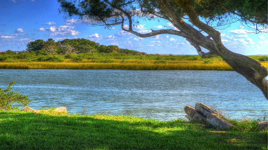 Tree, Water, Inlet, River, intracoastal, island, green, grass, HD wallpaper