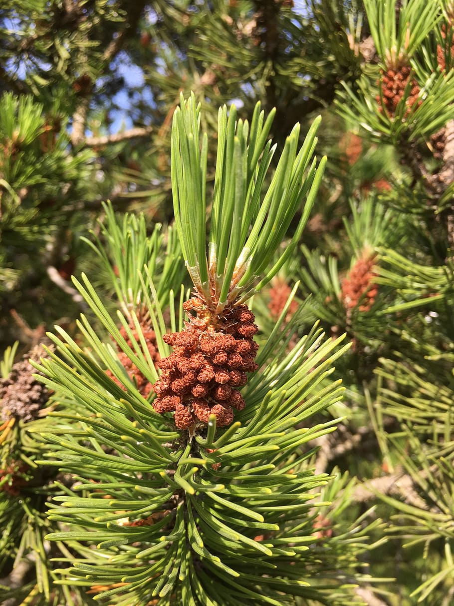Twig, Pine Cone, furubusk, nature, christmas, evergreen Tree HD wallpaper