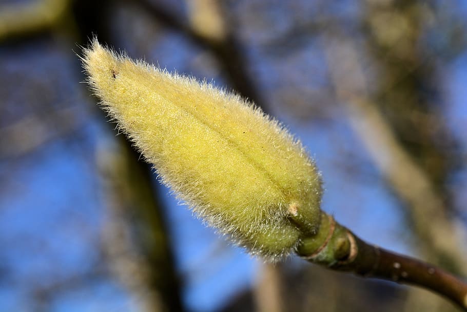 Tulip Tree, Scion, Plant, Spring, liriodendron tulipifera, nature HD wallpaper