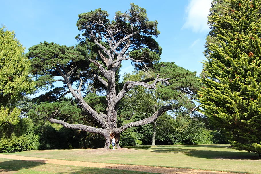 tree, park, garden, plant, growth, sky, nature, beauty in nature HD wallpaper