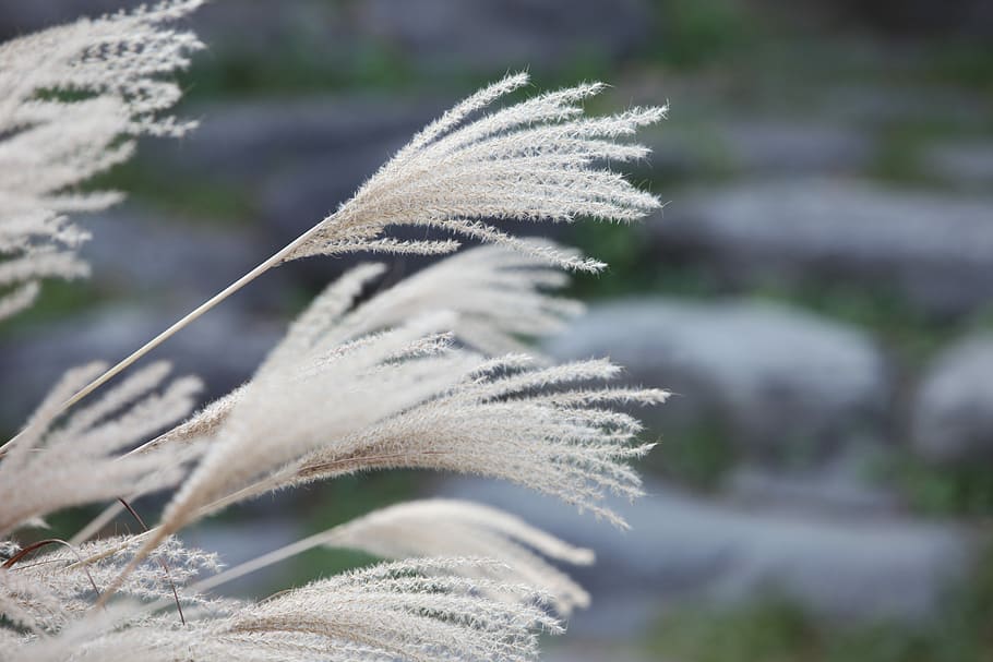 ヨシ, 芦 苇, Common Reed, Dry, Silage, plant, nature, day, HD wallpaper
