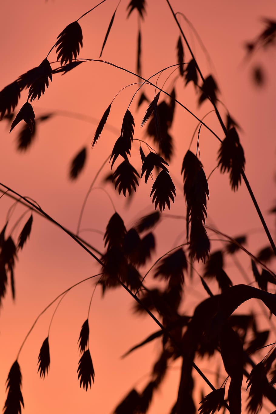grass, back light, mood, background, sun, nature, grasses, closeups HD wallpaper