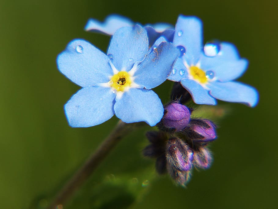 macro photo of blue petaled flowers, forget me not, close, wild flower HD wallpaper
