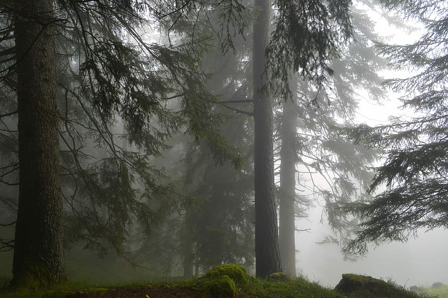 photo of trees covered with fogs, trees surrounded by fog, forest HD wallpaper