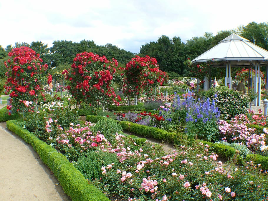 assorted flowers plant near white gazebo, roses, red, blossom HD wallpaper