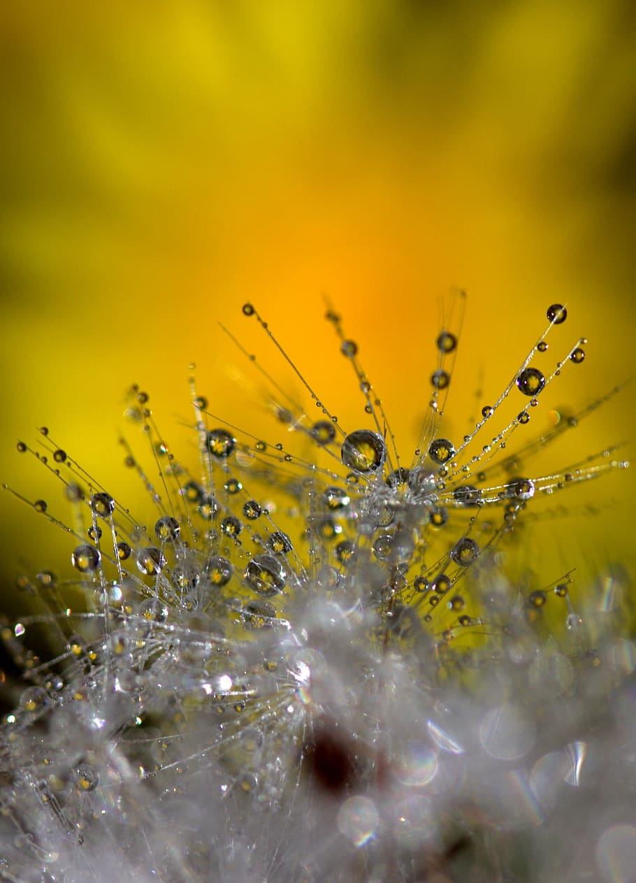 dandelion, macro, drops, reflection, yellow, wet, plant, flower HD wallpaper