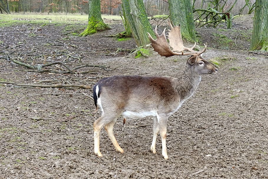 hirsch, antler, fallow deer, forest, wild, elbaue, prettin HD wallpaper