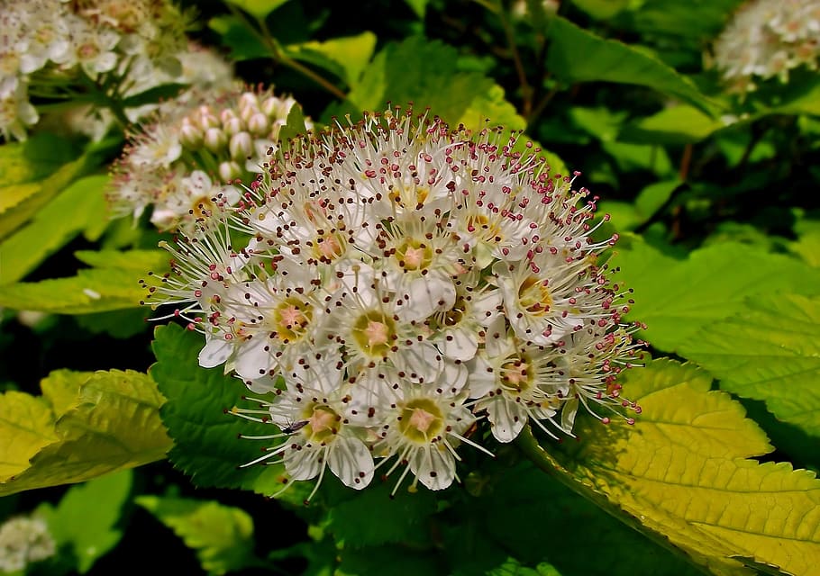 nature, plant, leaf, flower, pęcherznica, summer, bush, flowering plant HD wallpaper