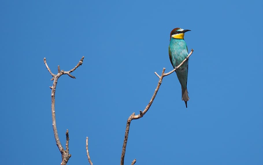 nature, bird, guepier, blue, vertebrate, animal wildlife, animal themes HD wallpaper