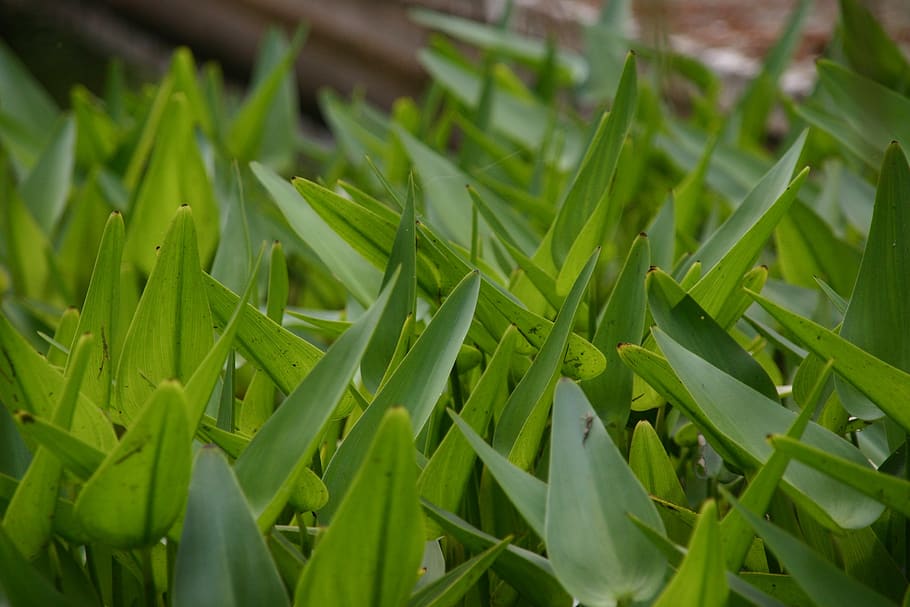 blades, grass, sharp, soft, green, nature, lawn, plant, spring HD wallpaper