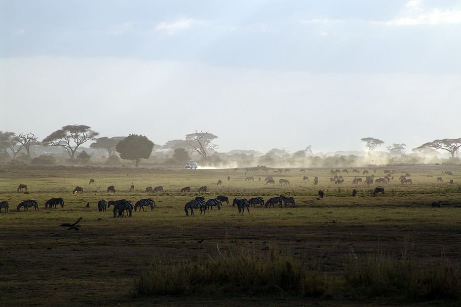 group of animals on grass field, safari, kenya, africa, national park, HD wallpaper