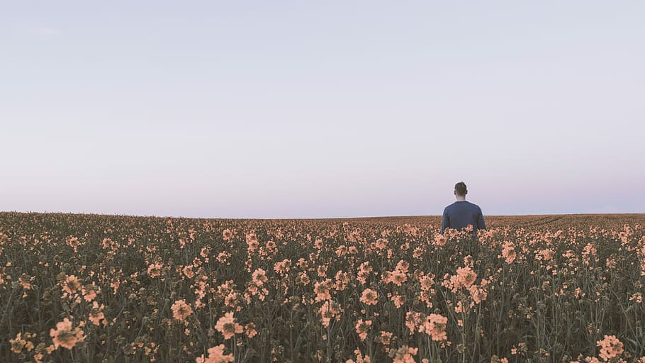 man in black shirt standing in the middle of peach-colored flower field under gray skies, man standing on flower field HD wallpaper