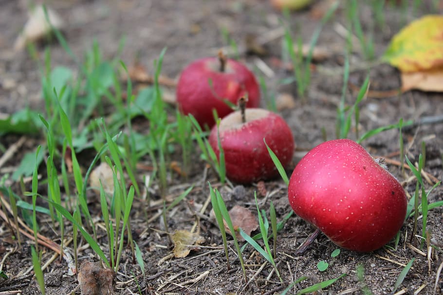 windfall, apple, red, compost, food and drink, fruit, freshness, HD wallpaper
