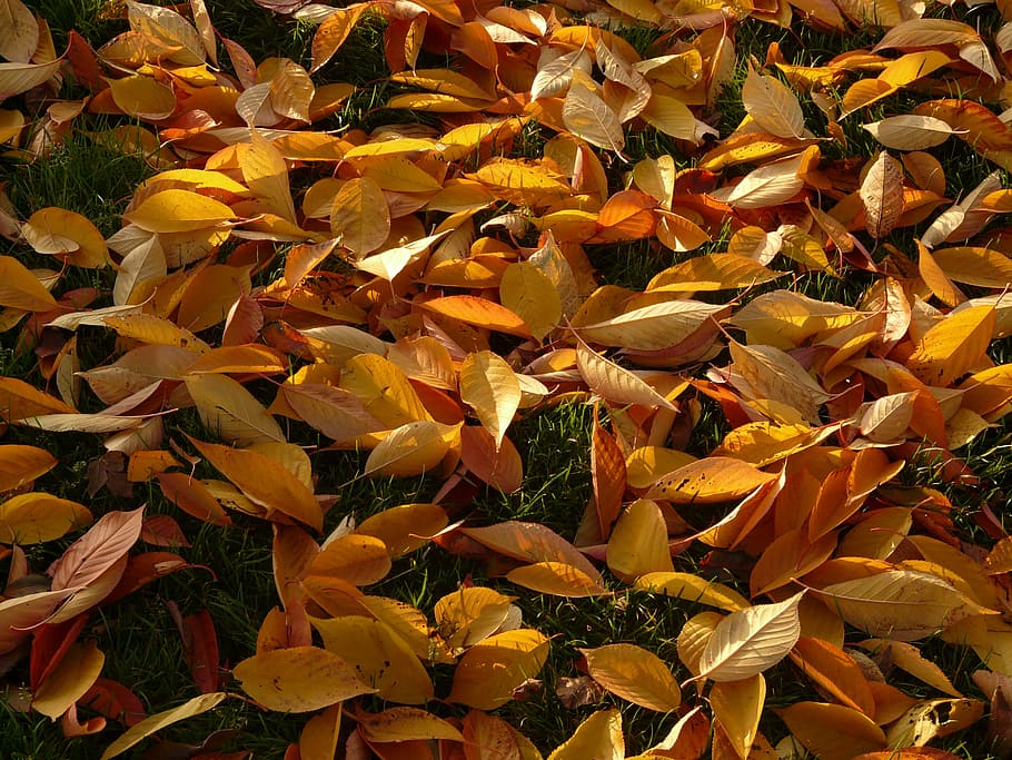 cherry sheets, leaves, autumn, meadow, park, covered, yellow HD wallpaper