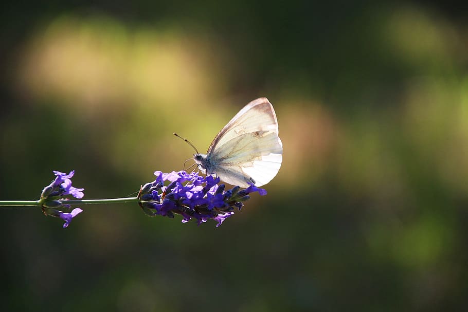 white butterfly on purple flower, cabbage, lavender, fragility, HD wallpaper