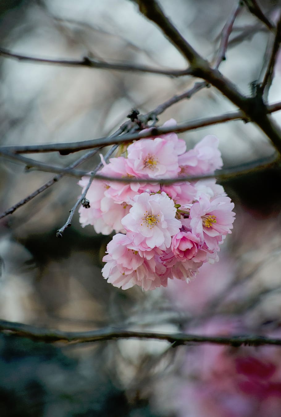 pink blossom tree closeup photo, nature, plants, branches, flower HD wallpaper
