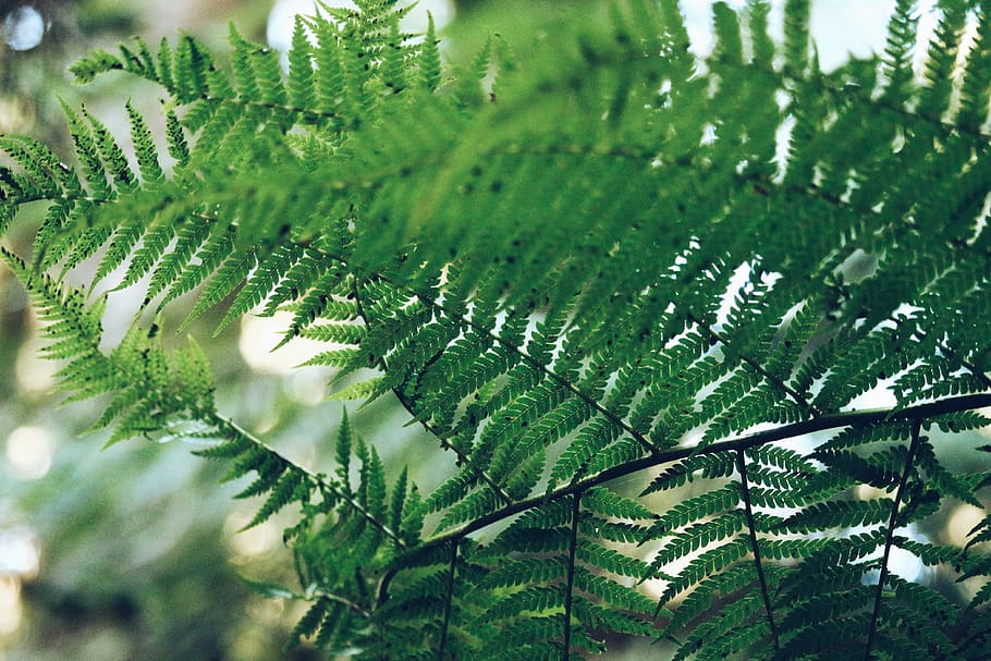 fern, green, leaf, plant, green color, growth, plant part, tree HD wallpaper