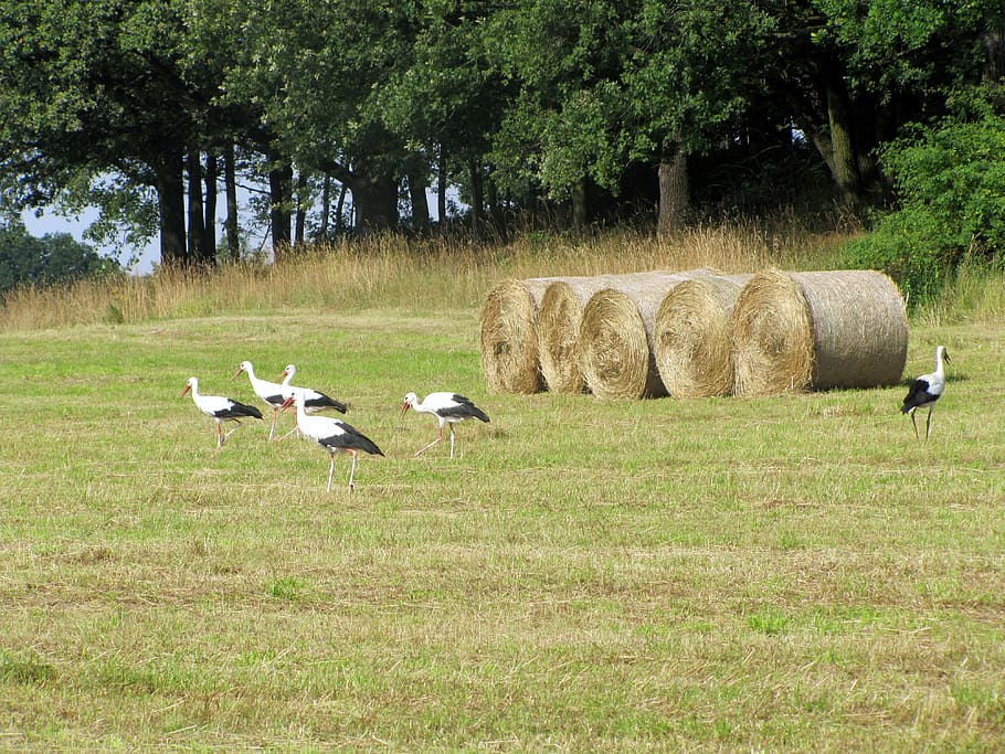 animals, storks, birds, nature, hay bales, straw, agriculture HD wallpaper