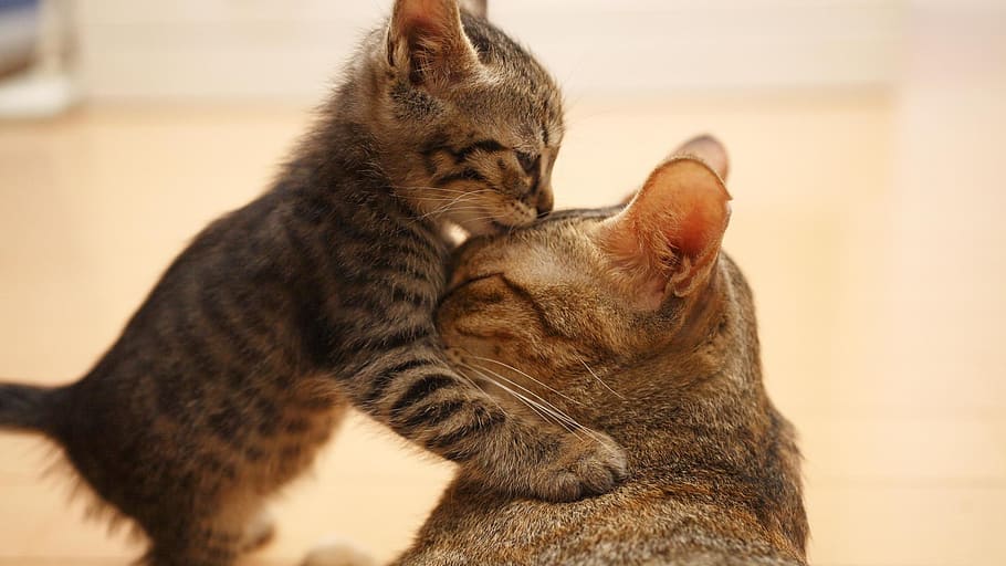 gray tabby kitten near gray tabby cat, warm, mammal, animal themes HD wallpaper