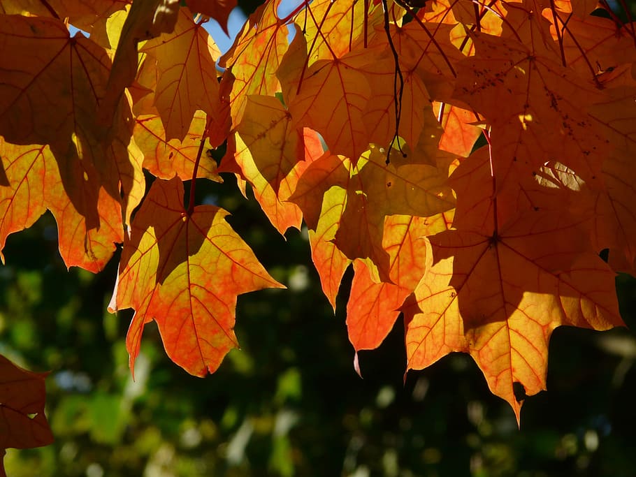 Fall Foliage, Leaves, Depend, Run, autumn, maple leaves, red HD wallpaper