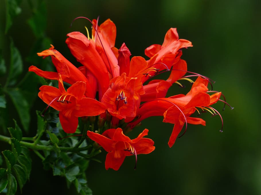 Blossom, Bloom, Red, Bush, evergreen bush, plant, cape honeysuckle HD wallpaper