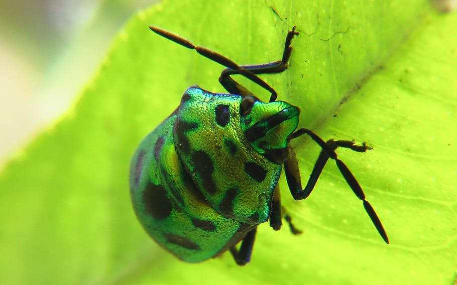 Beetle, Insect, Nature, Bug, green, leave, macro, green color HD wallpaper