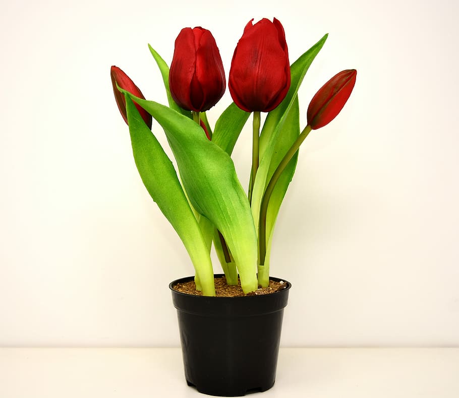 red flowers and black pot, tulips, artificial, spring, plant HD wallpaper