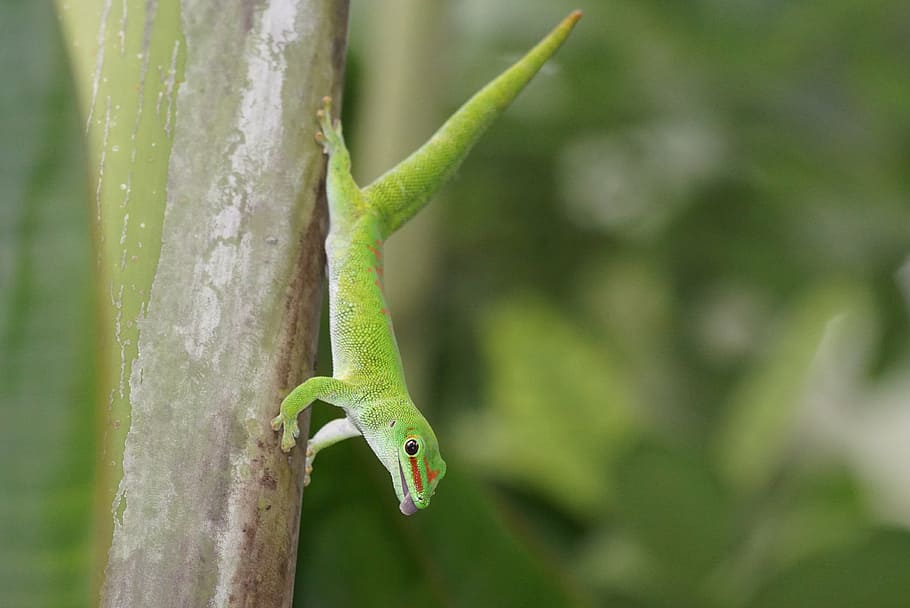 reptile, madagascar gecko, pangolin, green, green color, animal wildlife, HD wallpaper