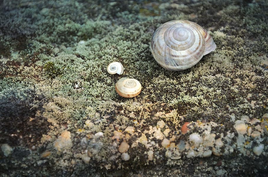 snail, shell, animal, nature, wildlife, natural, white, mollusk HD wallpaper