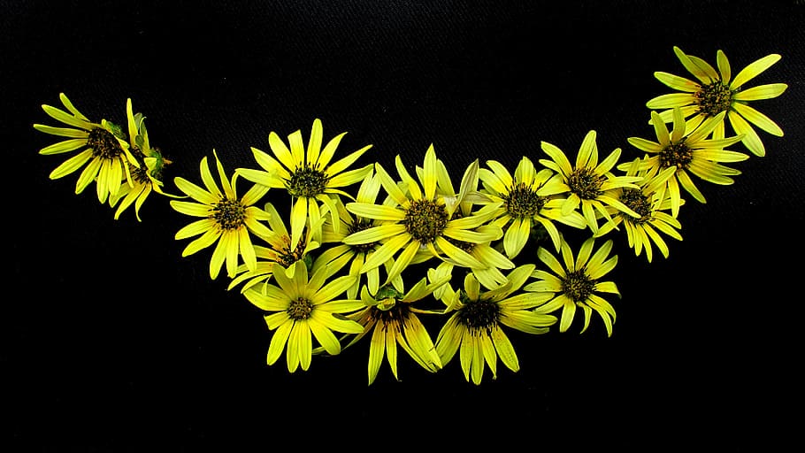 daisies, yellow, pattern, black background, flower, plant, night HD wallpaper