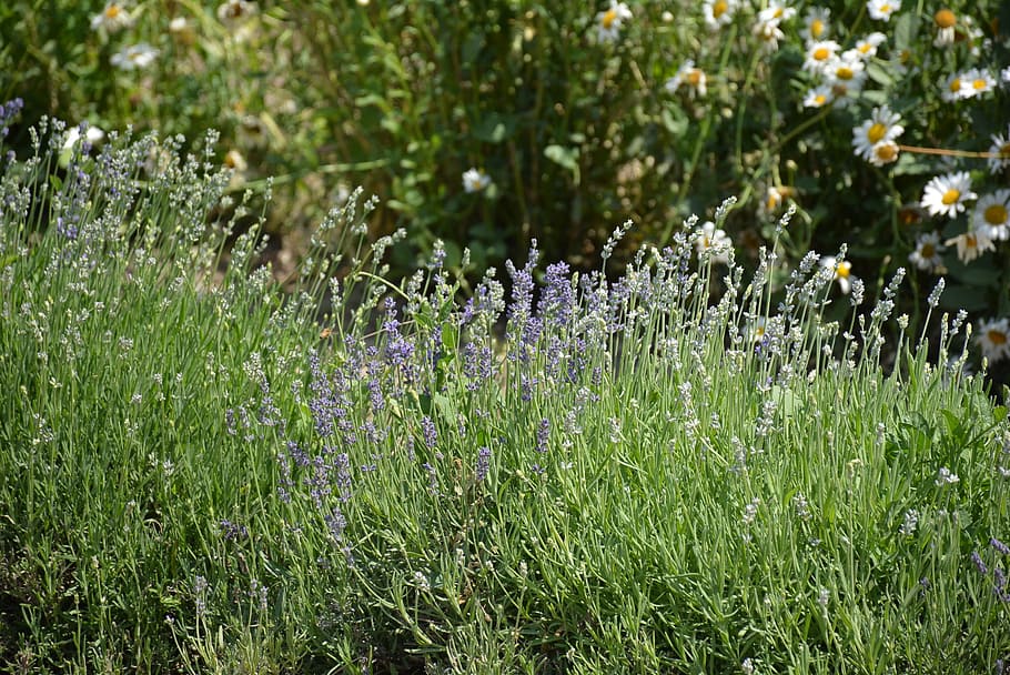 Essential Oils, Lavender, Farm, nature, flower, plant, grass HD wallpaper