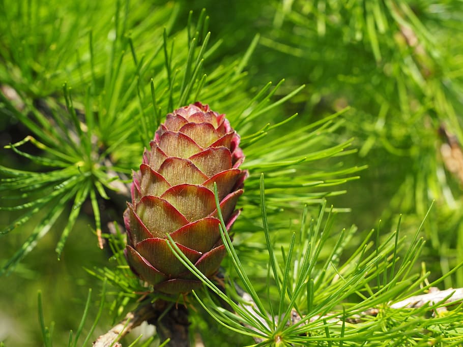 tap, occidentalis, tree, needles, green, plant, green color HD wallpaper
