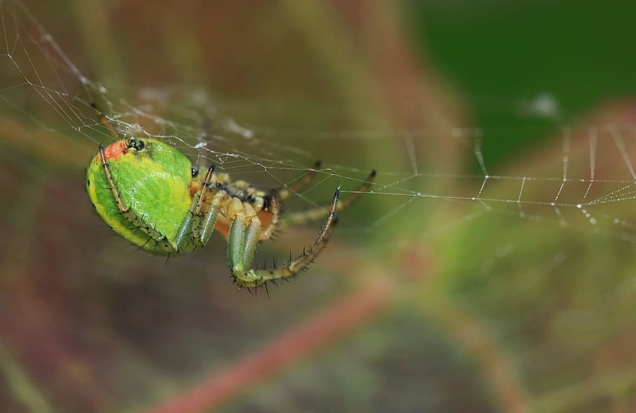 Melon, Spider, Network, Nature, melon spider, close, cobweb HD wallpaper