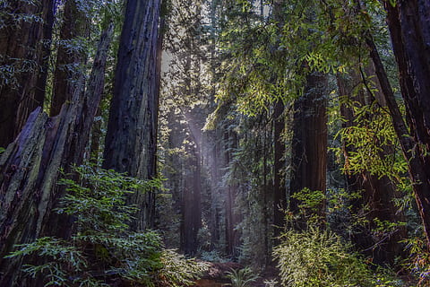 landscape photo of rainforest, photograph of low angle view of green leaf trees HD wallpaper