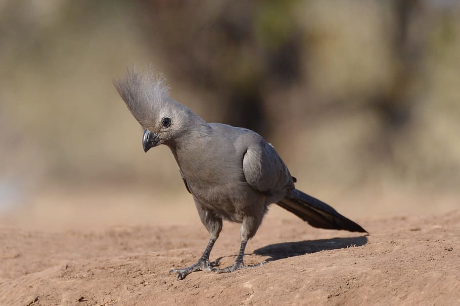 lourie, bird, peace, one animal, animal wildlife, vertebrate HD wallpaper