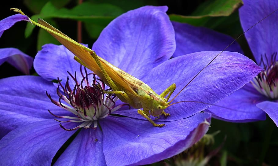 insect, grasshopper, green, nature, macro, antennae, flower HD wallpaper