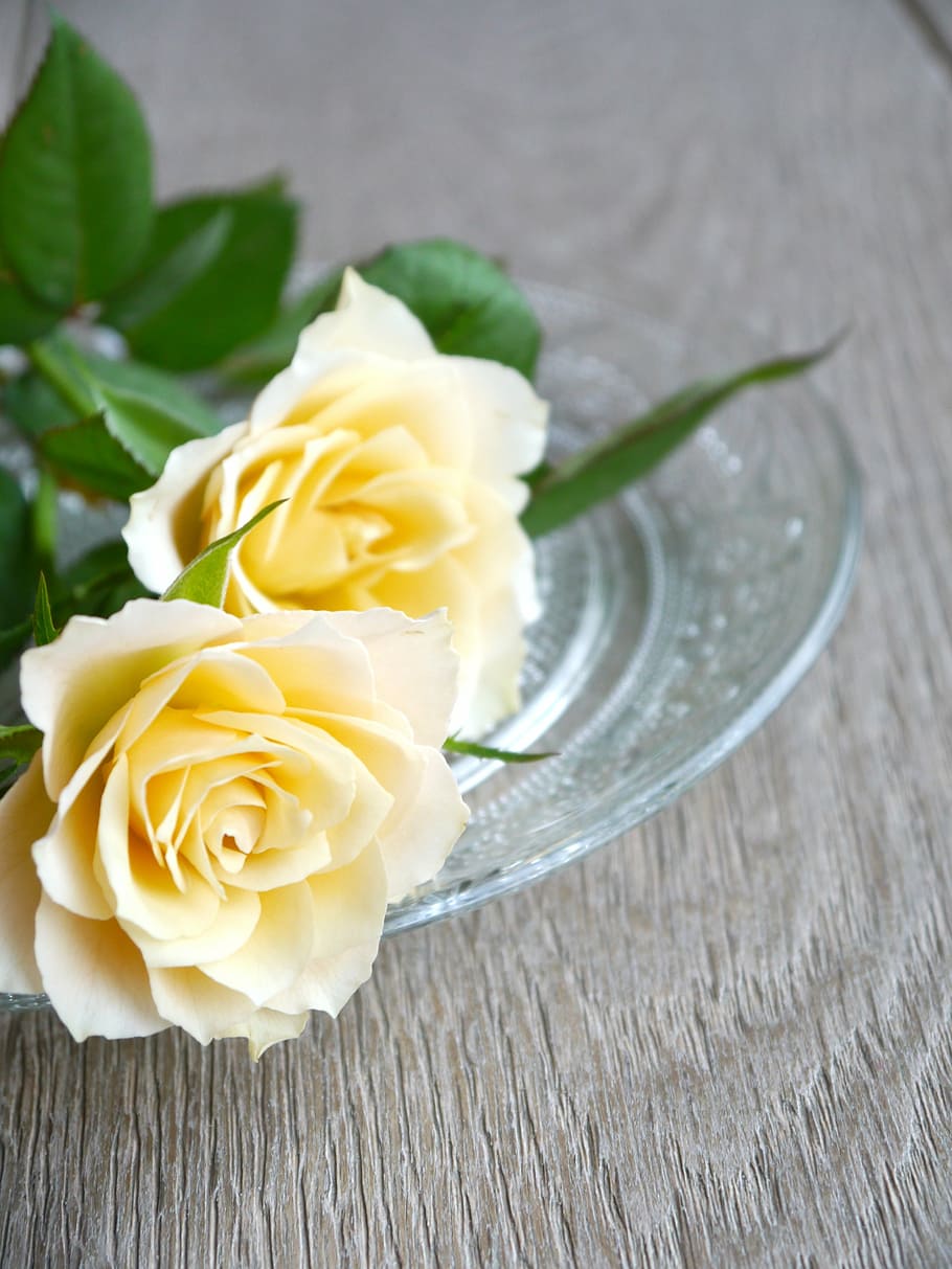 roses, bouquet of roses, white, yellow, top view, romantic, HD wallpaper