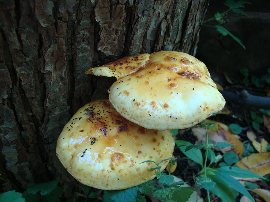 fungi, mushrooms, toadstools, plant, nature, flora, food, fungus HD wallpaper